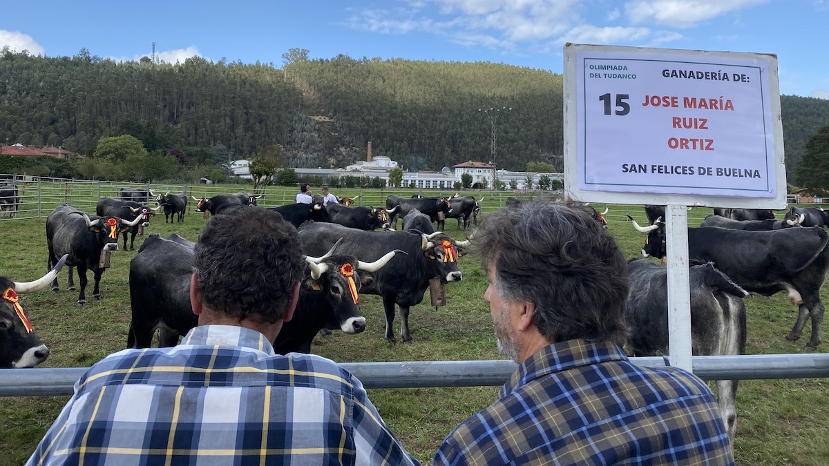 El Gobierno De Cantabria Ha Dejado Desprotegidos A Los Ganaderos Con Su